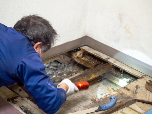 Best Fast Mold Removal  in Meadow Les, AK