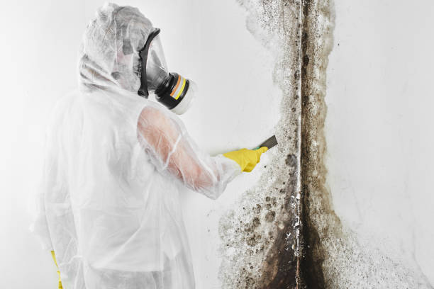 Best Crawl Space Mold Removal  in Meadow Les, AK