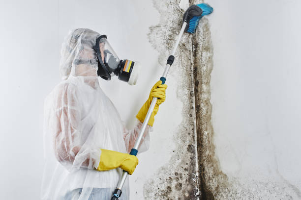 Best Mold Removal Company Near Me  in Meadow Les, AK