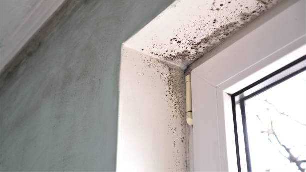 Best Affordable Mold Removal  in Meadow Les, AK