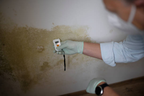 Best Mold Testing  in Meadow Les, AK