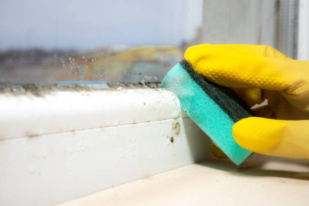 Best Mold Removal Company Near Me  in Meadow Les, AK
