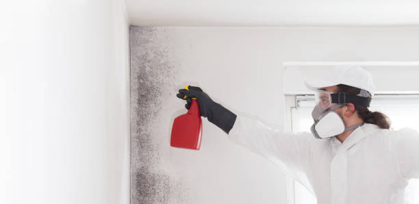 Best Emergency Mold Removal  in Meadow Les, AK