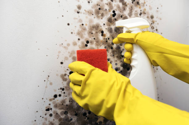 Best Commercial Mold Removal  in Meadow Les, AK