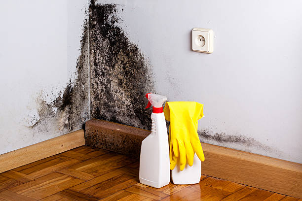 Best Mold Removal Near Me  in Meadow Les, AK