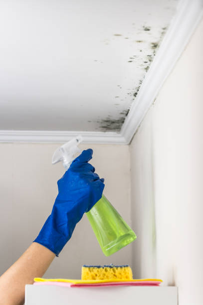 Best Residential Mold Removal  in Meadow Les, AK